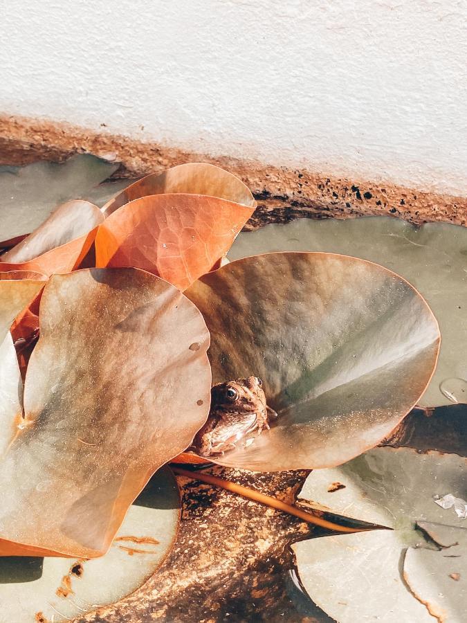 Casa Da Aldeia Villa Constância Dış mekan fotoğraf